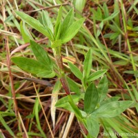 Stylosanthes fruticosa (Retz.) Alston